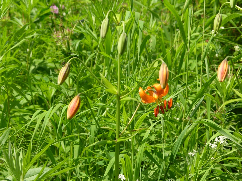 Изображение особи Lilium debile.