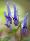 Corydalis ambigua