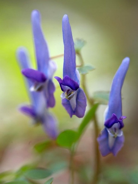 Image of Corydalis ambigua specimen.