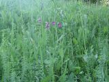 Gladiolus tenuis. Цветущее растение. Пензенская обл., Спасский р-н, с. Ново-Зубово, лес Частый, низина. 13.06.2009.