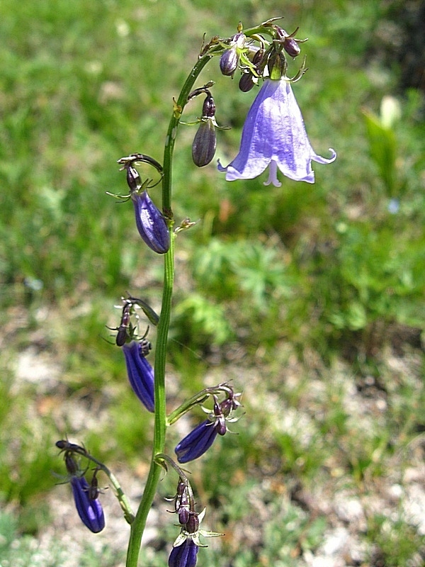 Image of Adenophora coronopifolia specimen.