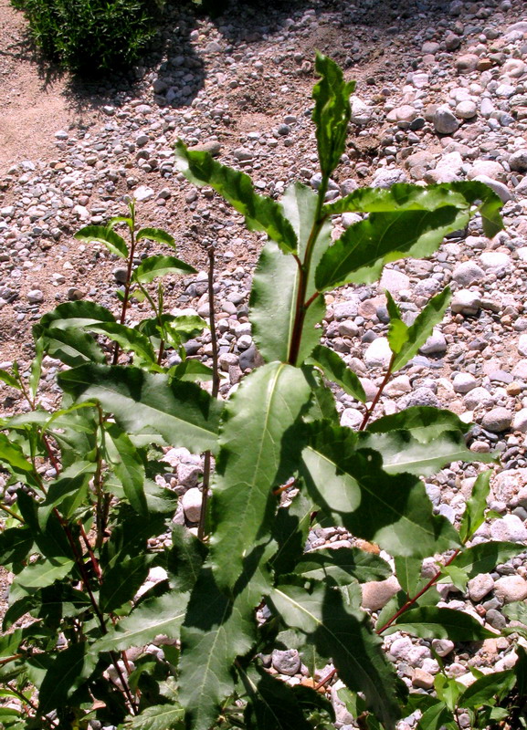 Image of Populus laurifolia specimen.