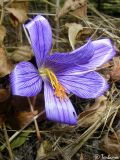 Crocus speciosus