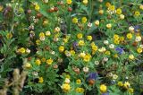 Trifolium aureum. Цветущее и плодоносящее растение. Московская обл., Раменский р-н, окр. дер. Хрипань, просека под ЛЭП. 25.07.2009.