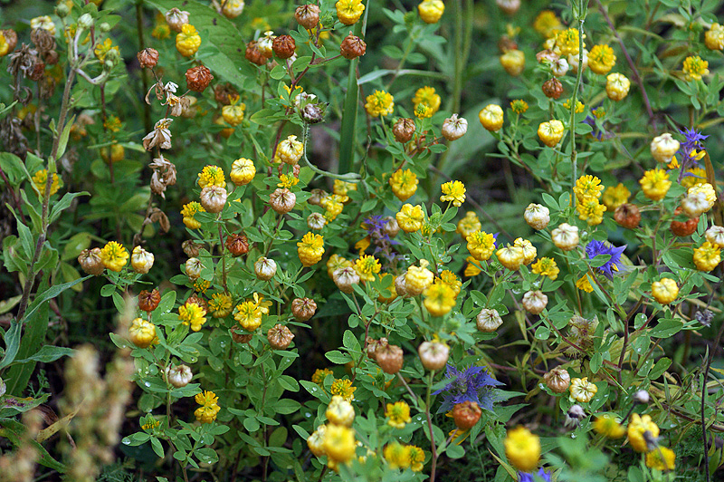 Изображение особи Trifolium aureum.