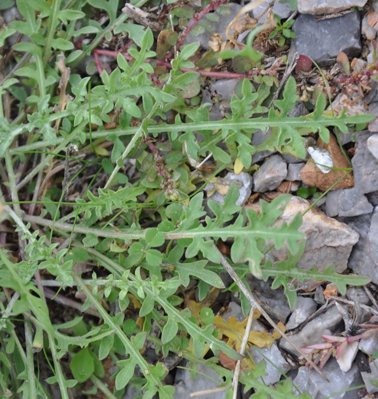 Image of Centaurea diffusa specimen.