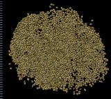Urtica dioica. Плоды-орешки. Курская обл., Железногорский р-н, пос. Каменец, ур. Жуковец, опушка широколиственного леса. 1 ноября 2009 г.
