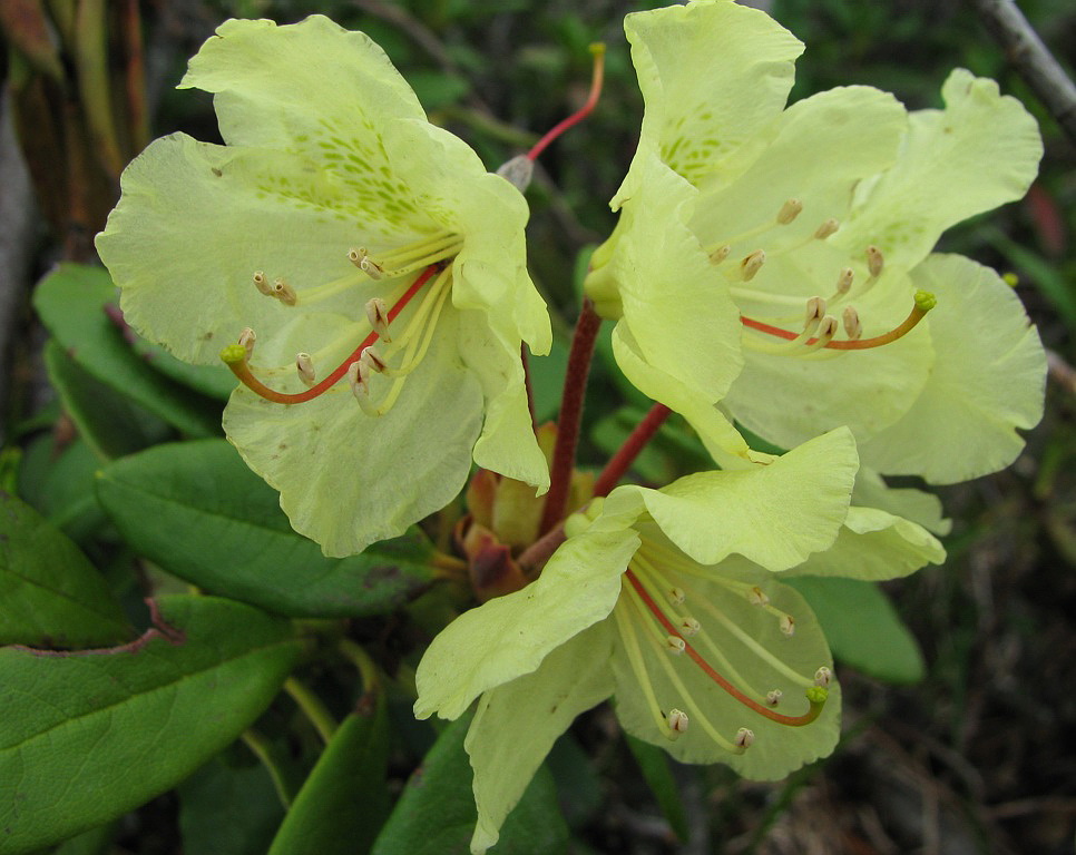 Image of Rhododendron aureum specimen.