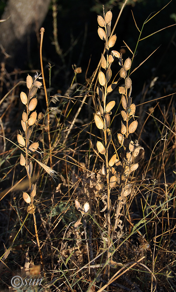 Изображение особи Fibigia clypeata.