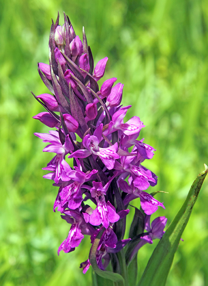 Изображение особи Dactylorhiza umbrosa.