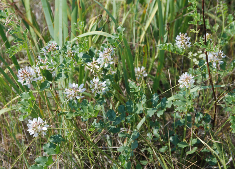 Image of Glycyrrhiza uralensis specimen.