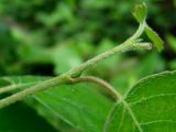 Betula pubescens