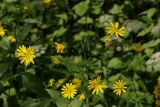 Lapsana intermedia