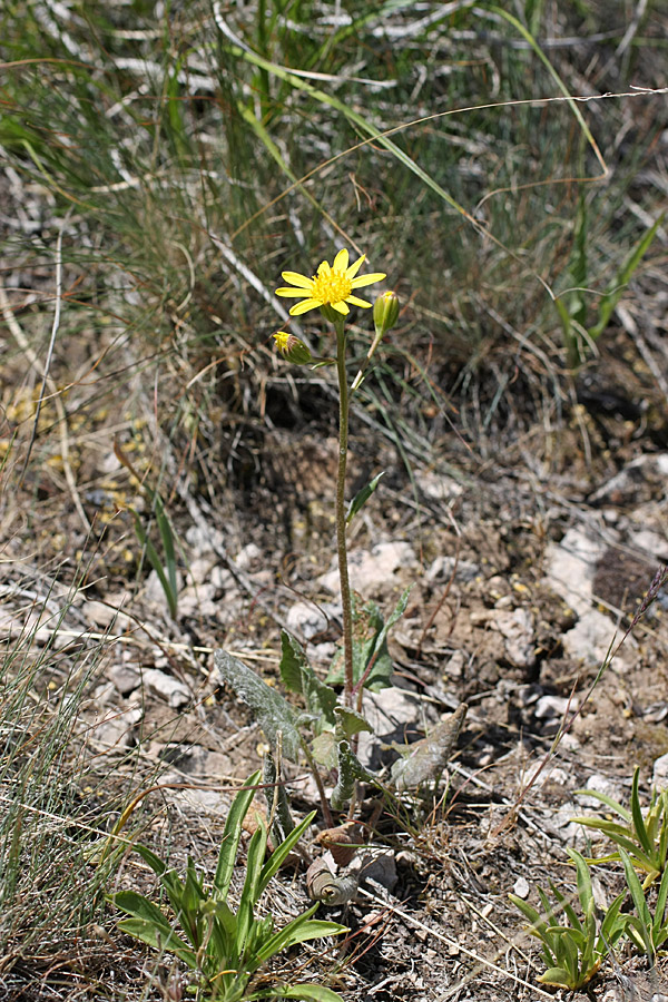 Изображение особи Ligularia karataviensis.