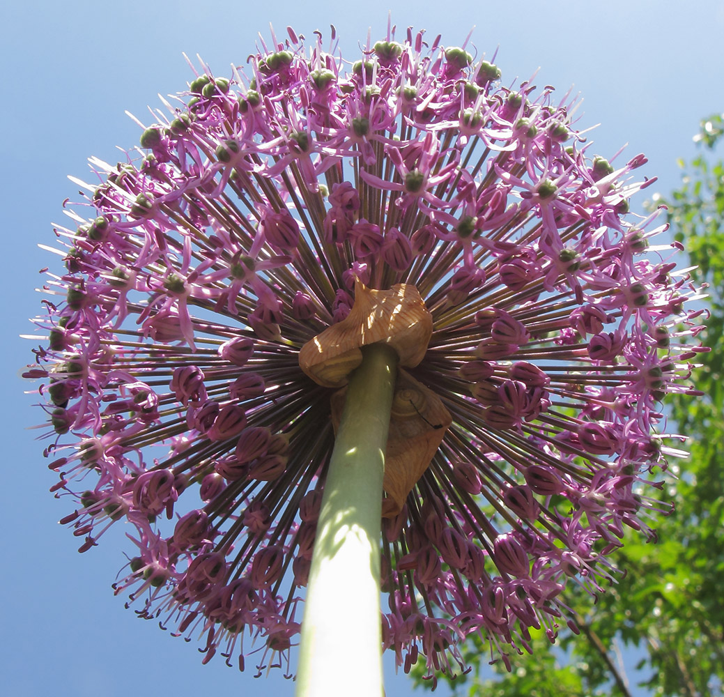 Image of Allium altissimum specimen.