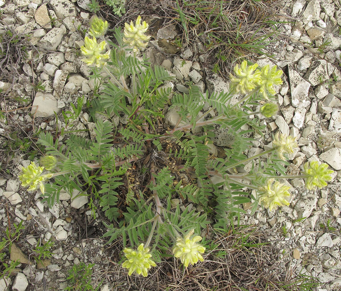 Изображение особи Oxytropis pilosa.