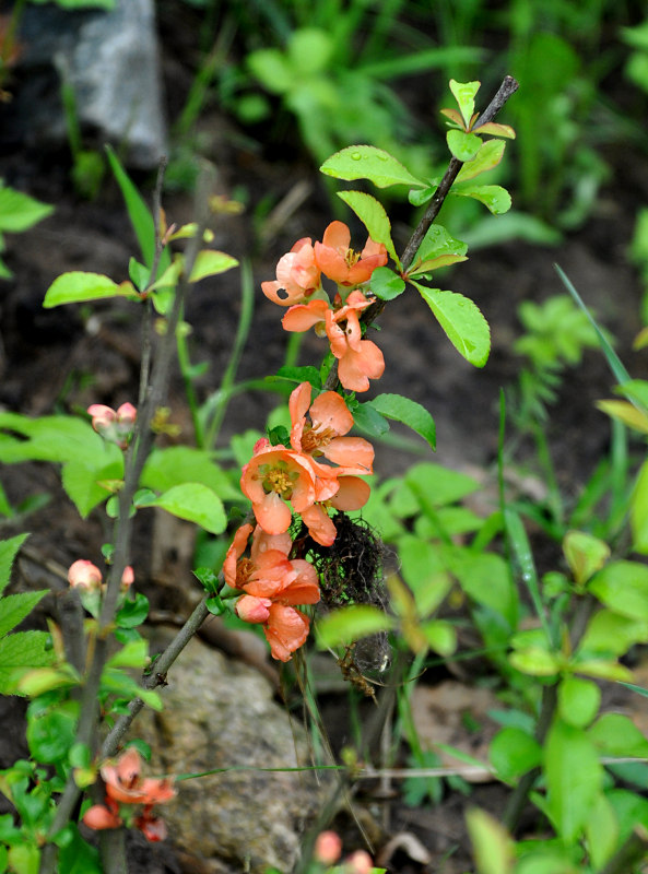 Изображение особи Chaenomeles japonica.