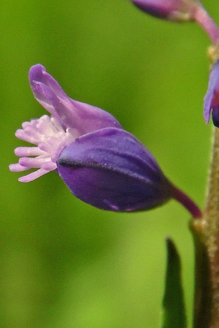 Изображение особи Polygala comosa.