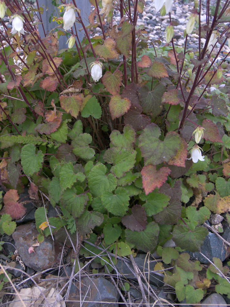 Image of Campanula leskovii specimen.