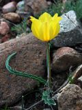 Tulipa intermedia