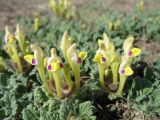 Scutellaria subcaespitosa