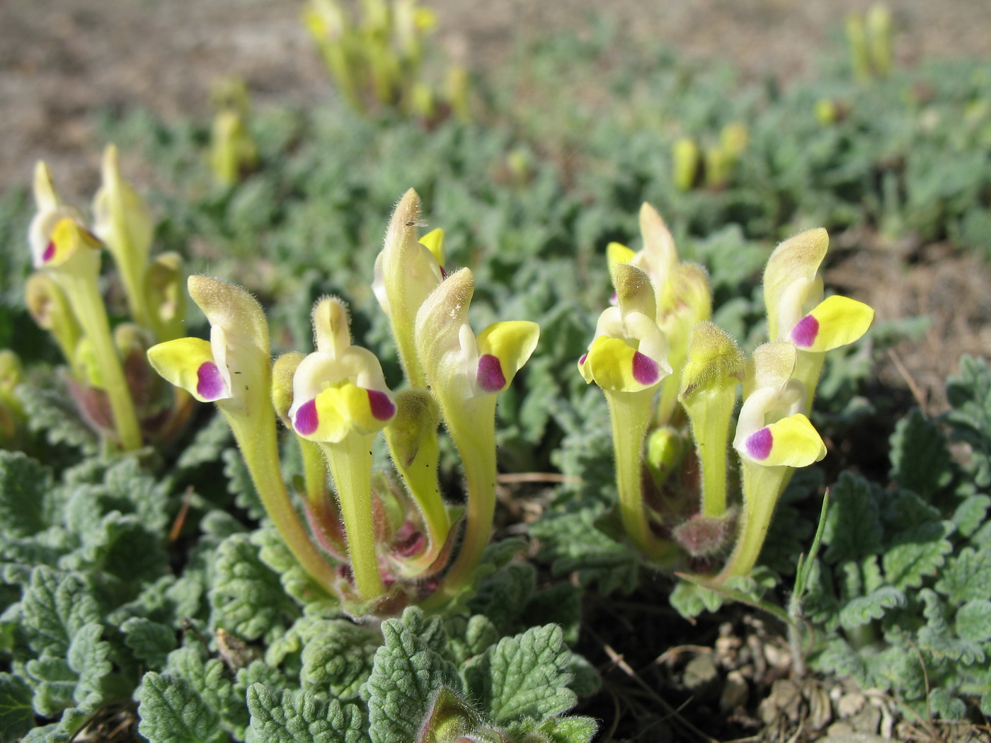 Изображение особи Scutellaria subcaespitosa.