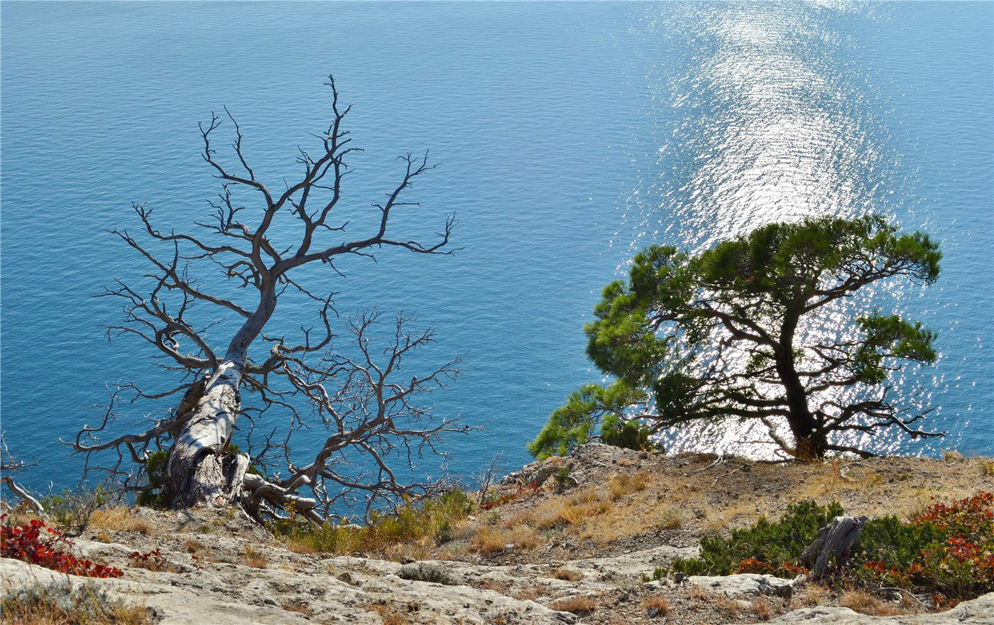 Image of Pinus pityusa specimen.