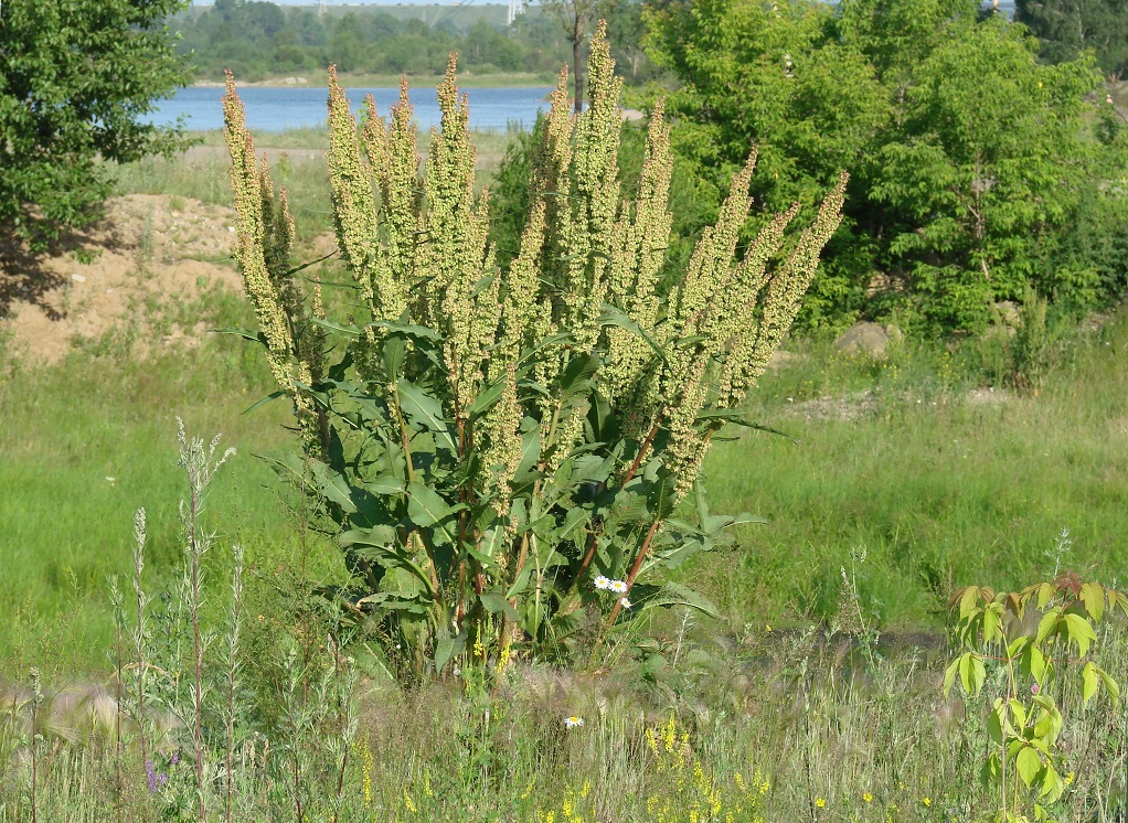 Изображение особи Rumex patientia.