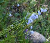 Adenophora himalayana