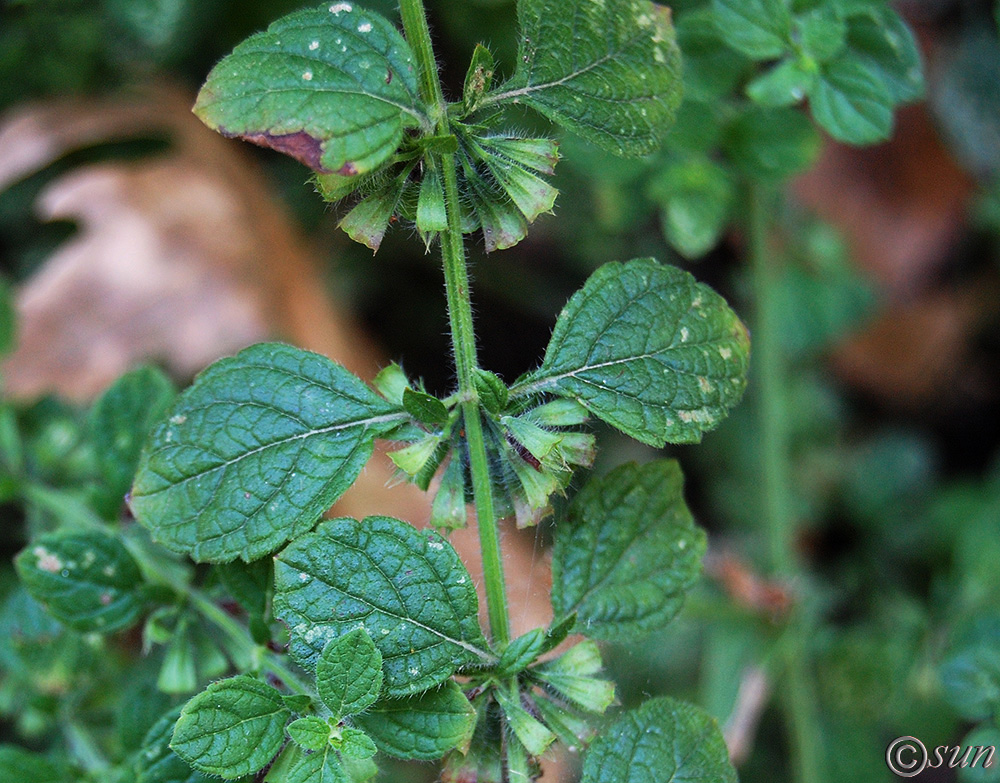 Image of Melissa officinalis specimen.