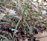 Bupleurum woronowii