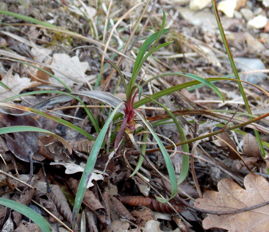 Изображение особи Bupleurum woronowii.