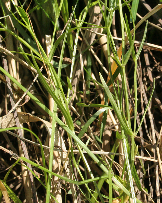 Изображение особи Stellaria graminea.