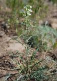 Erysimum leucanthemum