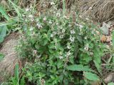 Mentha arvensis