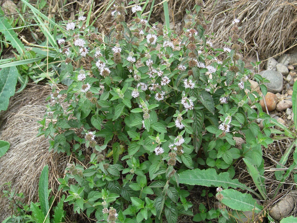 Изображение особи Mentha arvensis.