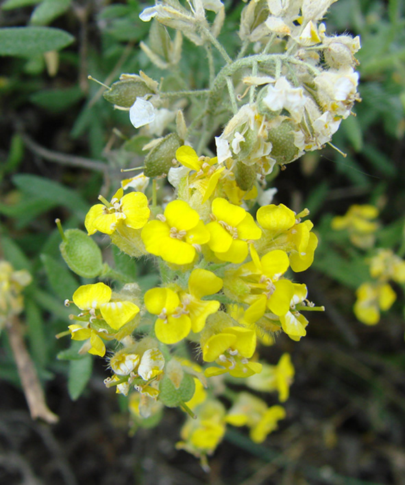 Изображение особи Alyssum lenense.