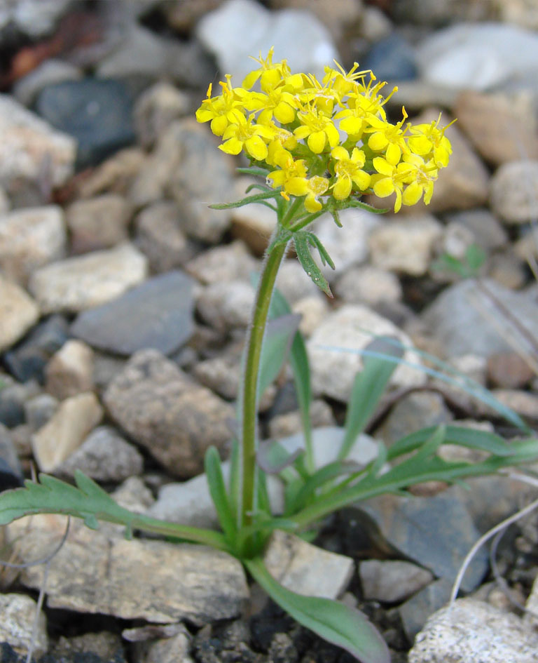 Изображение особи Patrinia sibirica.