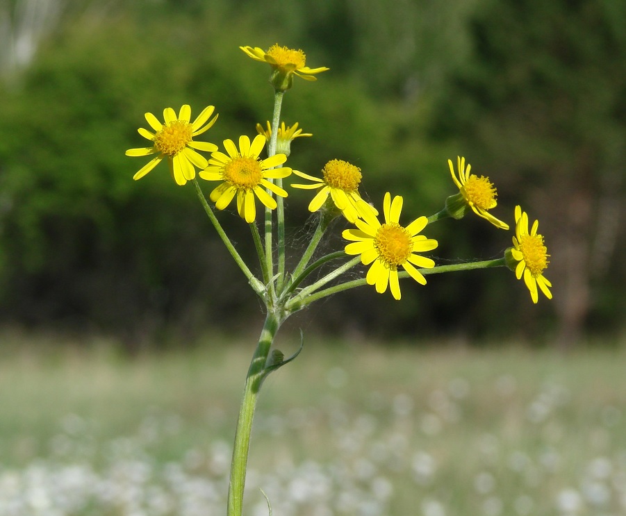 Изображение особи Tephroseris integrifolia.
