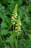 Pedicularis incarnata. Верхушки побегов с соцветиями. Бурятия, Окинский р-н, перевал Чойган-Дабан, ≈ 1900 м н.у.м., луг у верхней границы леса. 05.07.2015.