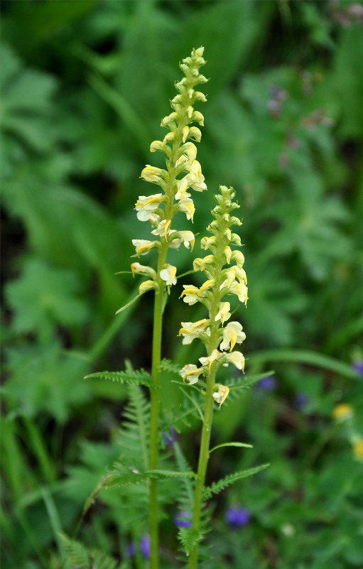 Изображение особи Pedicularis incarnata.