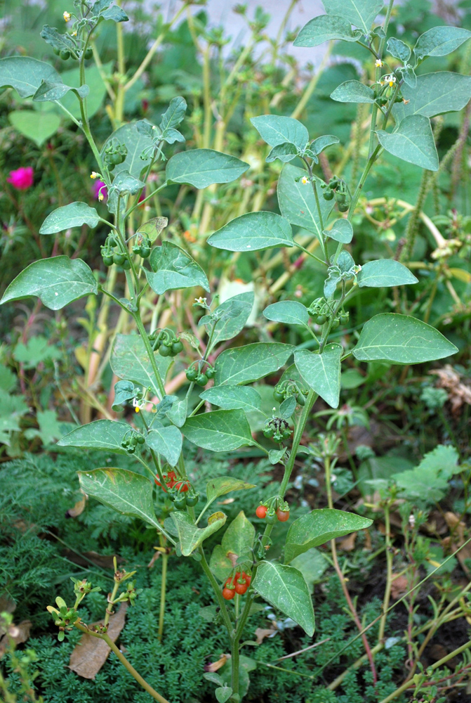 Изображение особи Solanum olgae.