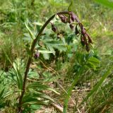 Epipactis atrorubens
