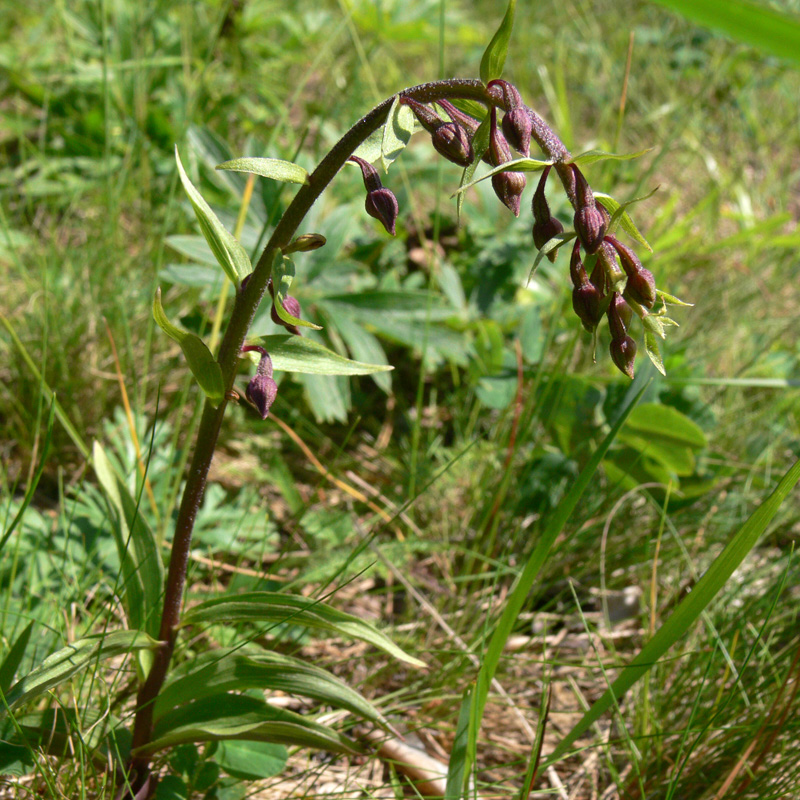 Image of Epipactis atrorubens specimen.