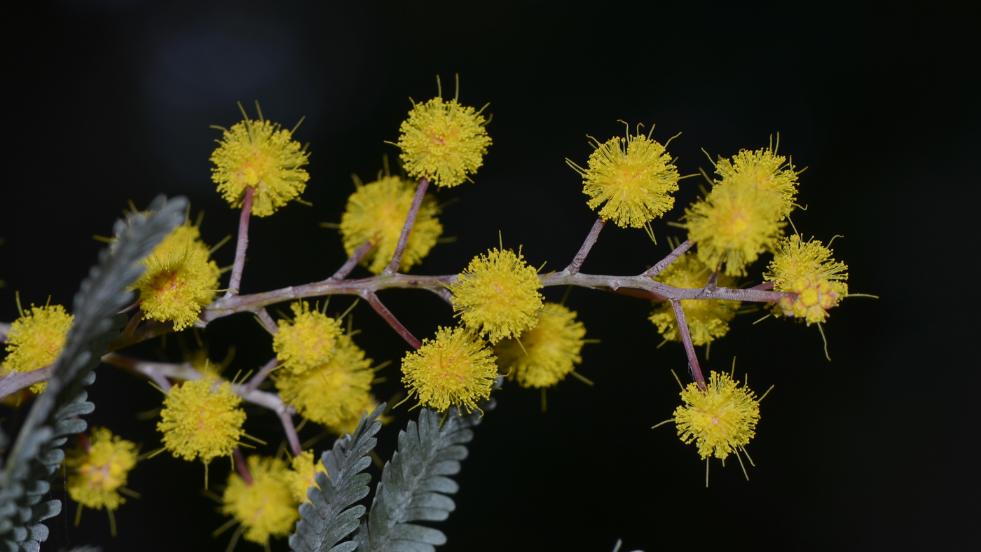 Изображение особи Acacia baileyana.