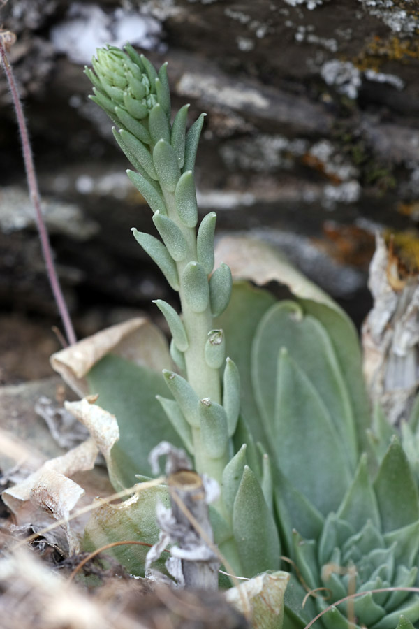Изображение особи Rosularia subspicata.