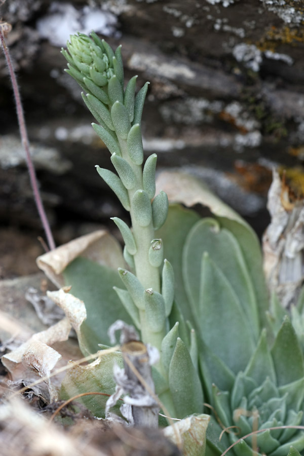 Image of Rosularia subspicata specimen.