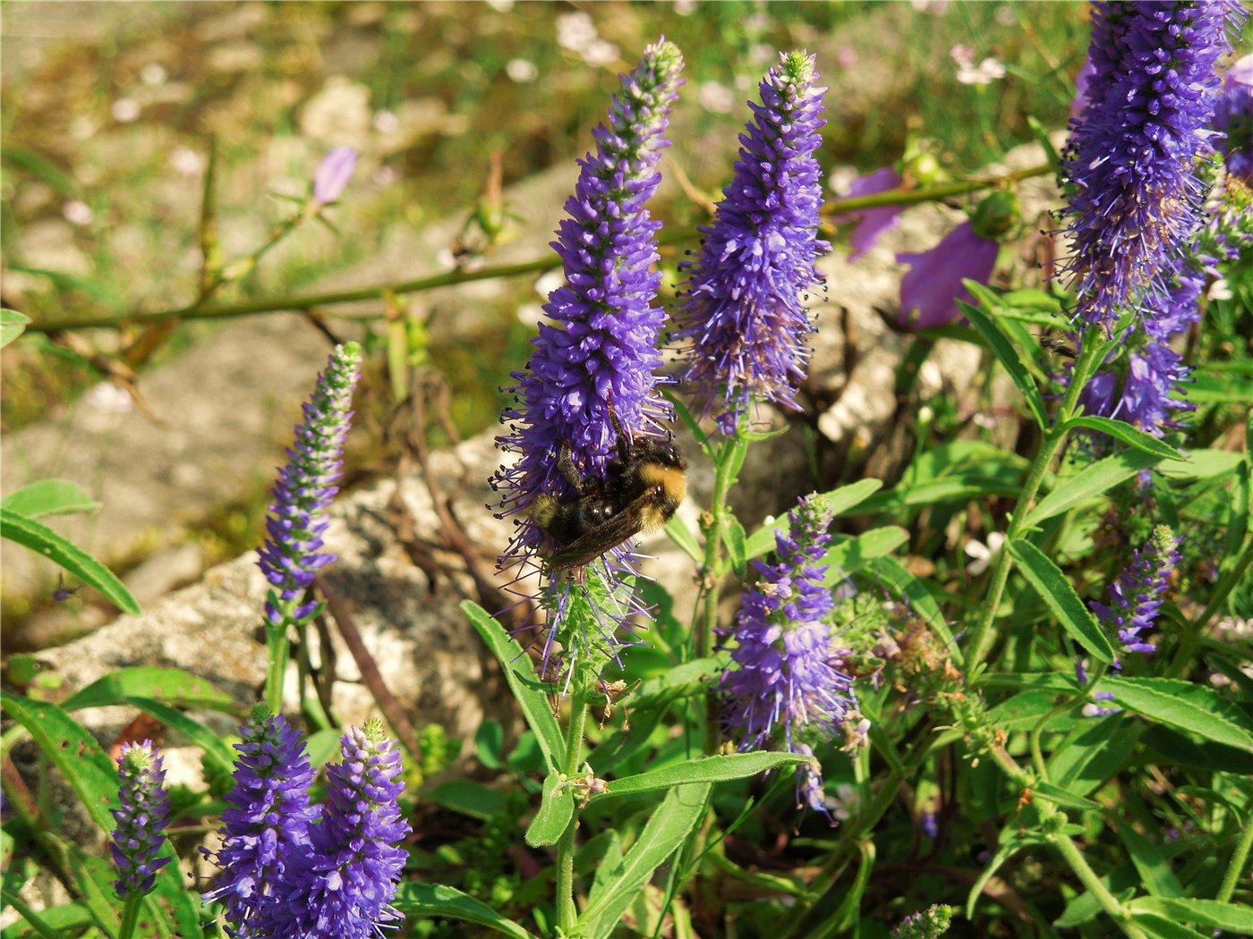 Изображение особи Veronica spicata.