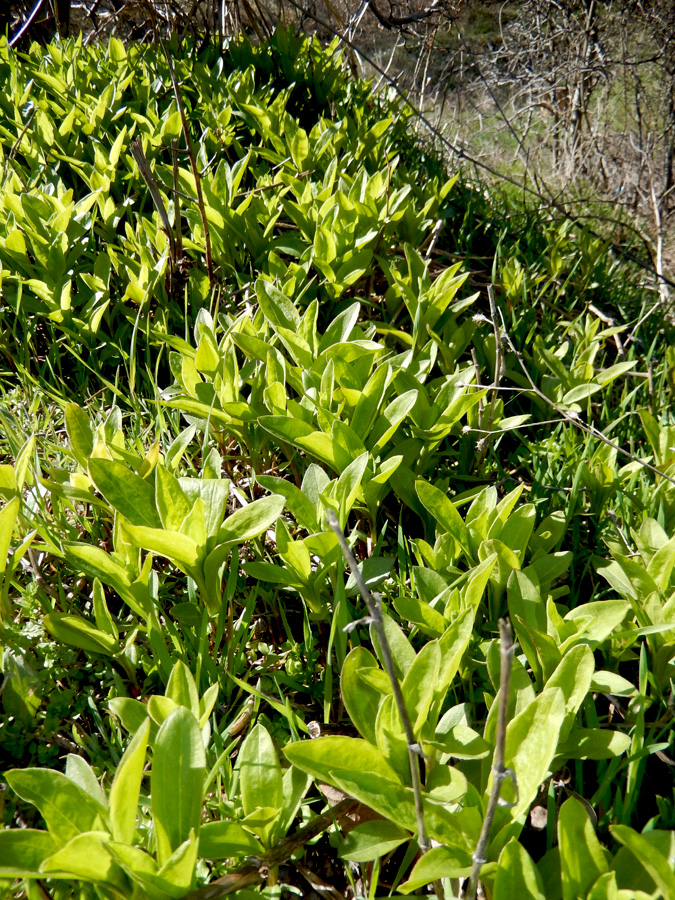 Изображение особи Saponaria officinalis.