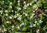 Erophila verna